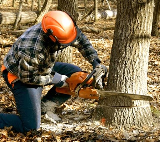 Tree Removal in Sacul, TX
